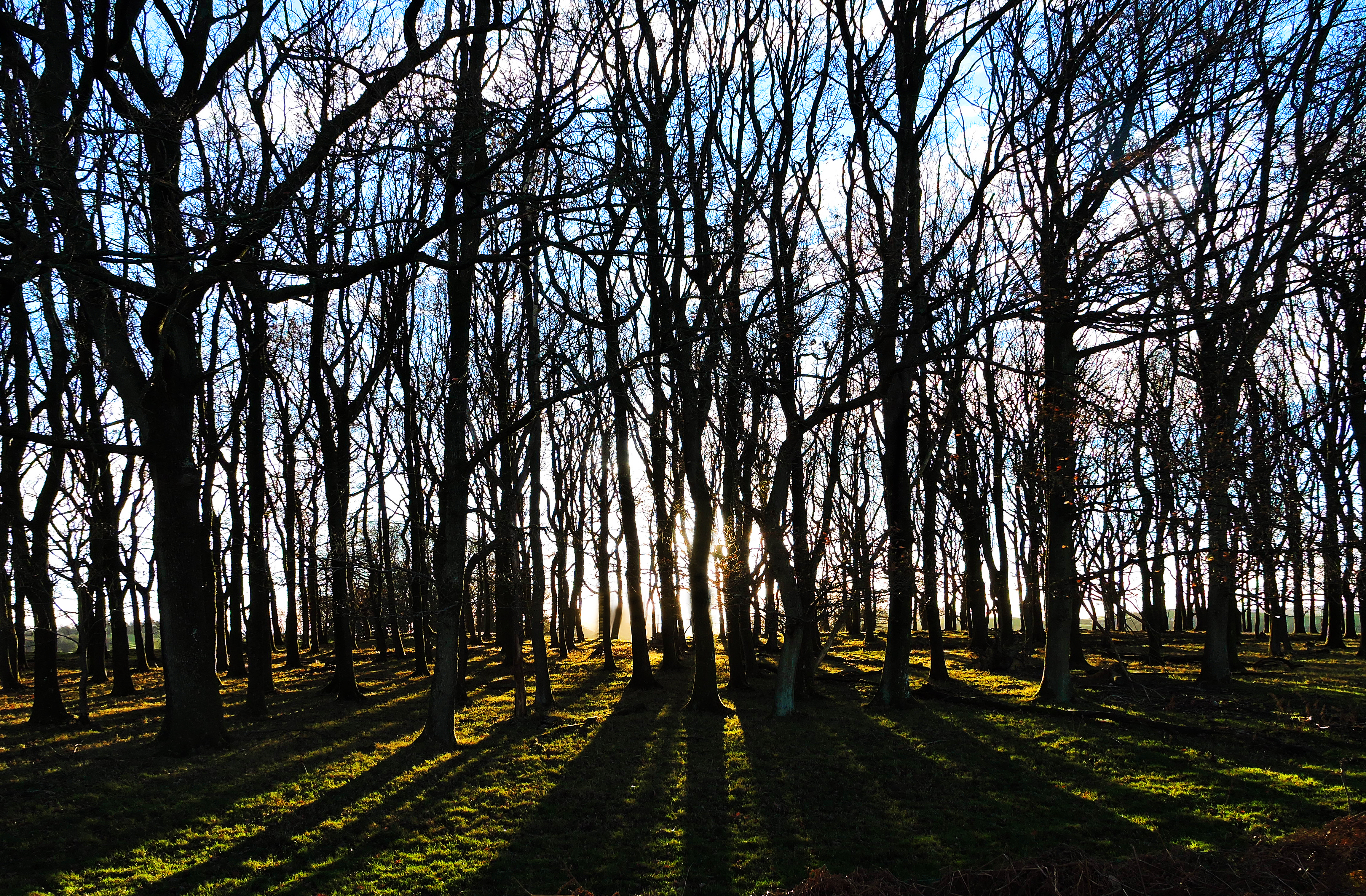 SUNSET IN THE WOOD Bill Bagley Photography